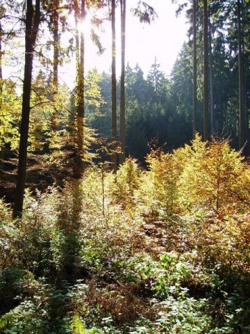 3_a_Hochformat_Fichte_mit Bu_Vorbau_ Herbst_Dueker NLF